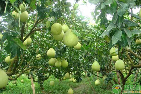 柚子树种植几年结果？柚子高产栽培管理方法-图片版权归惠农网所有