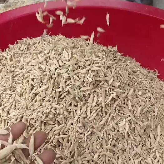 麦冬   优质麦冬产地直发，一手货源