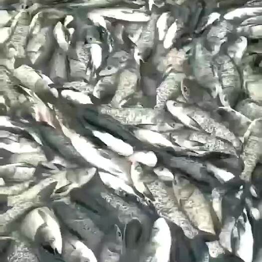 石门县养殖场批发白鲢鱼 ，各种垂钓成品鱼以及鱼苗