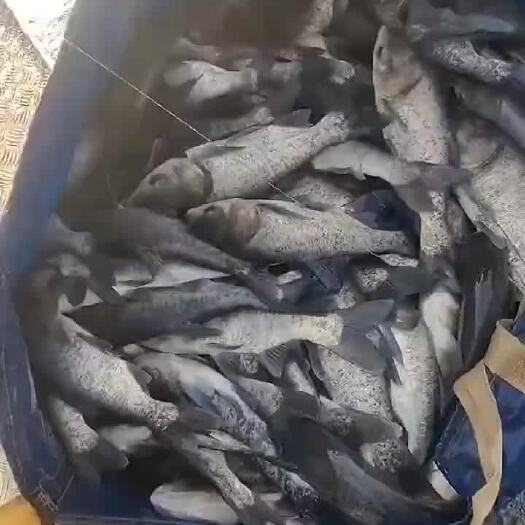 彭泽县白鲢鱼 渔场批发鲫鱼 花鲢，各种成品鱼和鱼苗