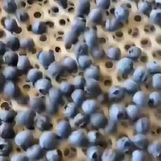 澄江市云南抚仙湖露天蓝莓，自家果园种植，现摘现发宝宝辅食