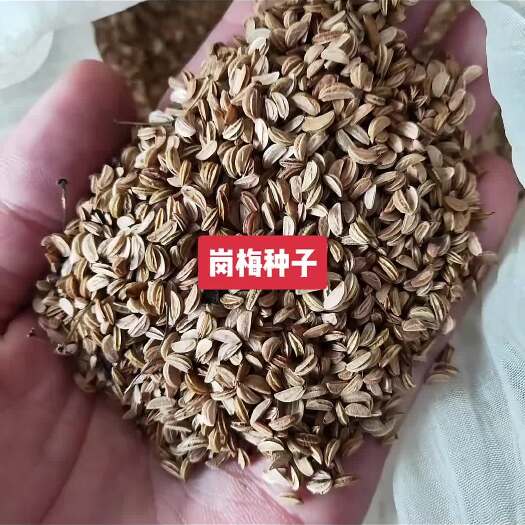 九江新上市的岗梅种子 小叶岗梅种子 称星树种子批发价格