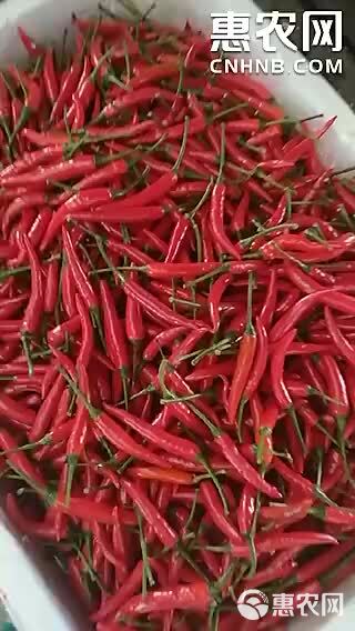 山东3000亩小米椒种植基地、供应艳红、8号精品小米椒