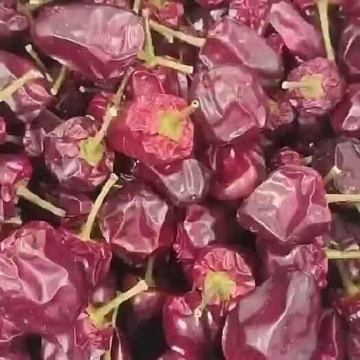 开鲁县精品大个头草莓椒，香辣可口，欢迎全国各地老板联系。
