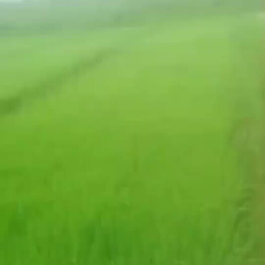 睢宁县高优质水稻秧苗秧盘 现货