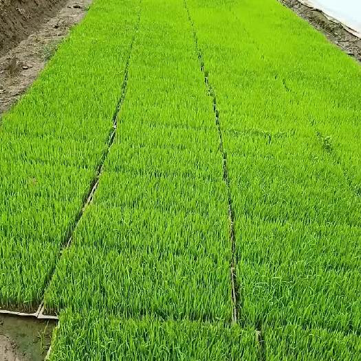 睢宁县高优质杂交水稻秧苗，秧盘