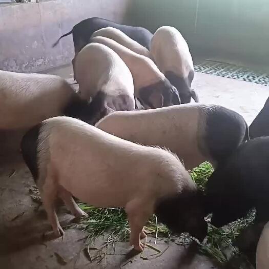 金华浙江四大名猪之一：金华猪，又称金华两头乌
农家饲养健康