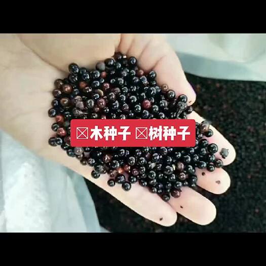 九江今年新采檫木种子 恒温储藏 檫树种子视频 檫木种子图片