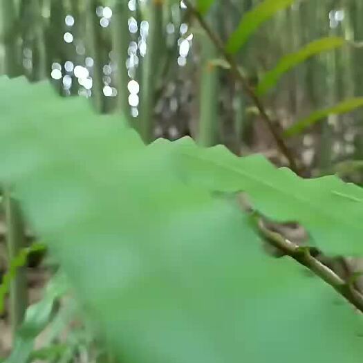 苍梧县供应456米的小竹，尾部2公分