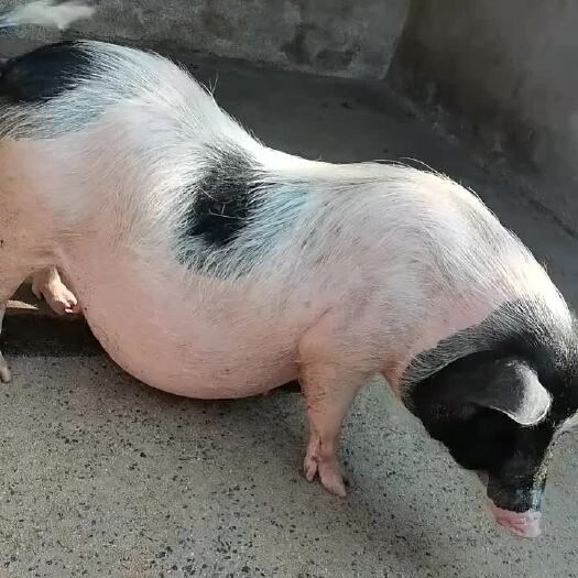巴马香猪怀孕母猪