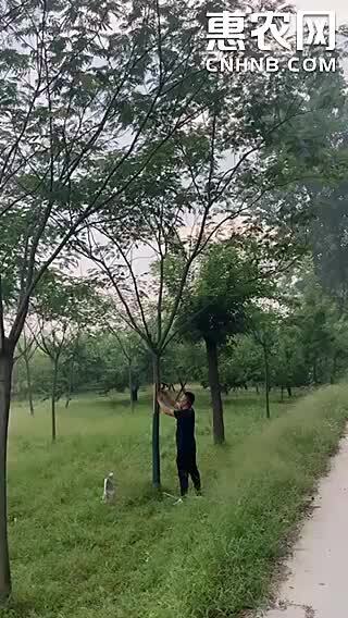 邳州市合欢合欢树丛生合欢树5-30公分中间规格数量大地产合欢xin