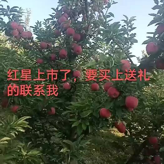 祁县苹果七五起步。