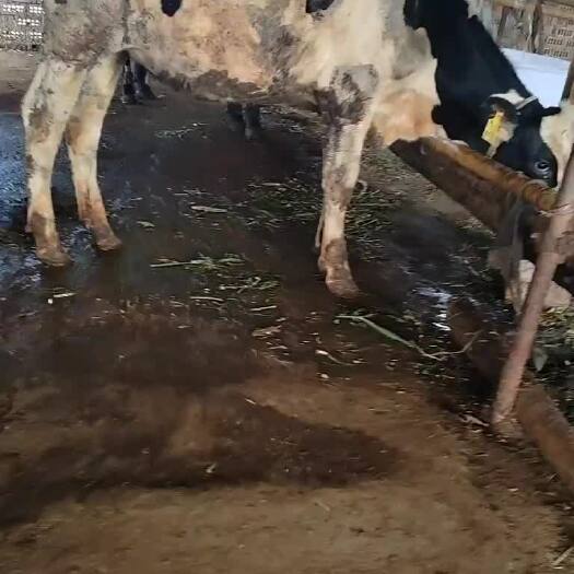 纯种荷斯坦奶牛   6头   均重700斤