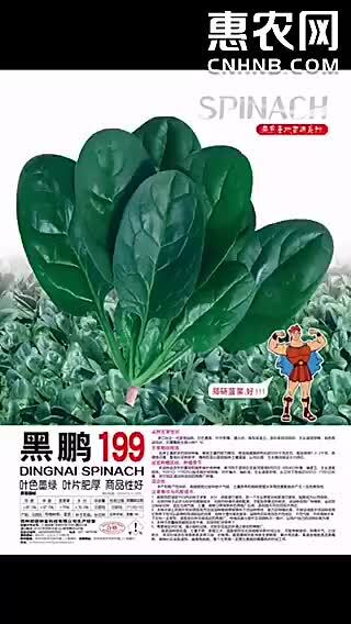 郑研黑鹏199菠菜种子菠菜品种，一代杂交，半直立型偏地趴