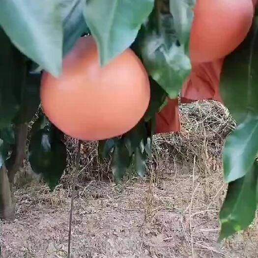 平和县新品种 三红甜葡萄柚