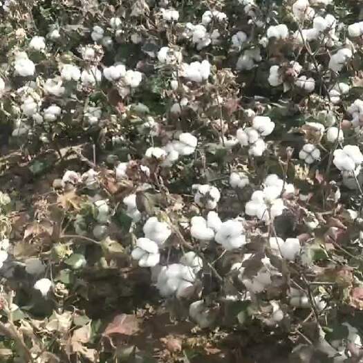 新疆阿克苏棉花长绒棉籽棉
