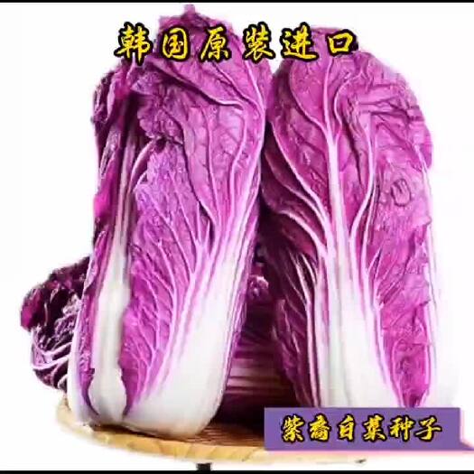 昌乐县紫白菜种子 韩国原装紫白菜种子 1000粒装 可大面积种