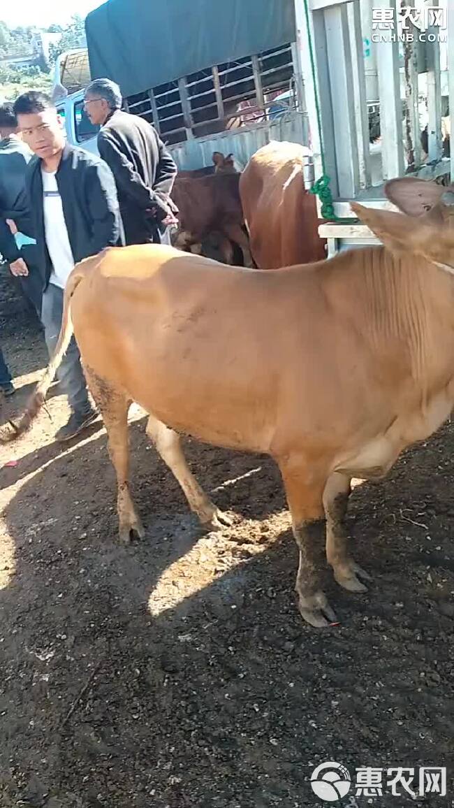 肉牛  贵州威宁高原黄牛。这里都是农户散养。
