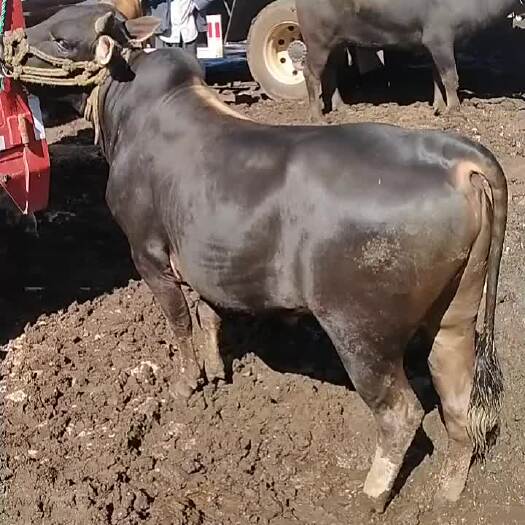 威宁县肉牛  贵州威宁高原黄牛。这里都是农户散养。