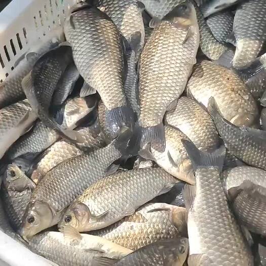 宜良县本水库长年供应大小鲫鱼，规格齐。适合垂钓下塘养殖。欢迎订购。