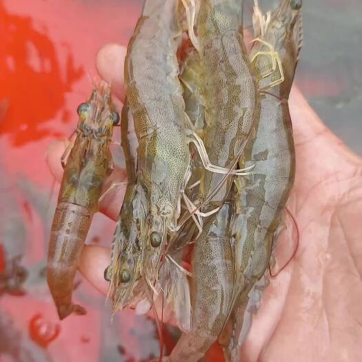 江门中国对虾 大量批发南美对虾，帮老板找一手虾 欢迎各位老板合作