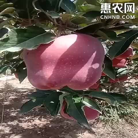甘谷县2024甘肃天水金川花牛苹果，9月15号上市，可提前预订