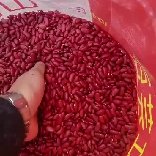 临沂红腰豆，英国红，2023年红腰豆