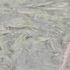 佛山大量3-5斤草鱼供应钓鱼场