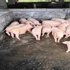 信宜市土白猪 土长白50头45～50斤