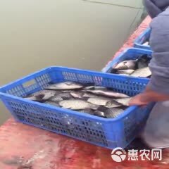 彭泽鲫鱼 人工养殖 0.05公斤