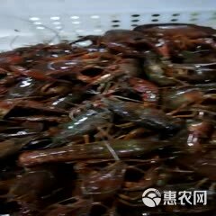 青壳小龙虾 4-6钱 人工养殖