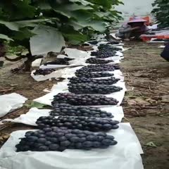 邯郸夏黑葡萄  产地直销葡萄，品种多，质量好，诚信代办欢迎您的咨