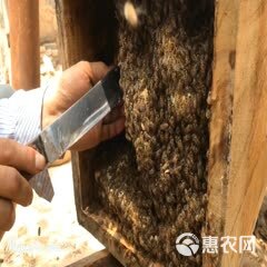 野蜂蜜  深山土蜂蜜农家自产百花蜜蜂巢蜜自然成熟原蜜