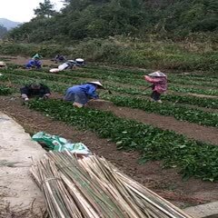 独山县 供应南板蓝根种苗，高15一25厘米，可包回收