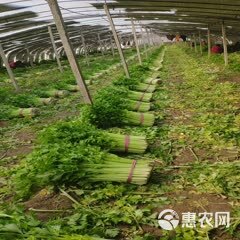 芹菜，西芹，大棚种植，60cm左右，大中小棵都有砀山产地