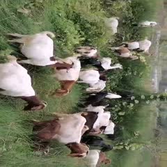 重庆 农村放养山羊   吃草长大   肉质鲜美