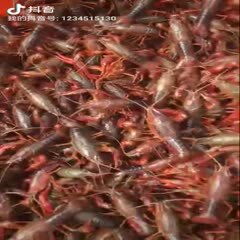 江苏本地小龙虾产地直供清水虾个大体肥肉质饱满活力好支视频看货