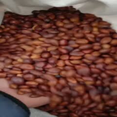 邳州市皂角种子 最低的价格最好的品质