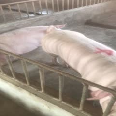 长白猪  常年出售大量后备母猪，长白，大白优良品种