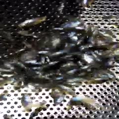 广州蓝鳃太阳鱼  （鱼苗），生长速度快，比较杂食性，对水质要求不高