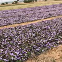 青州市紫花地丁苗