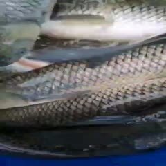 草鱼   渔家乐  （2斤左右的鱼苗）。