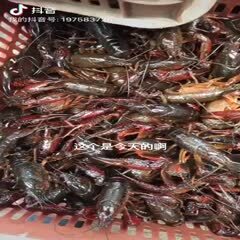 黄梅县小龙虾  优质稻田大青，当天发货，肉质饱满，存活高