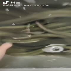 广州 白鳗鱼，脆肉的