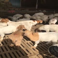 梁山县 波尔羊羊苗，本羊场品种多，现货直供