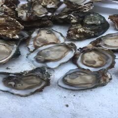 湛江牡蛎 肥。脆