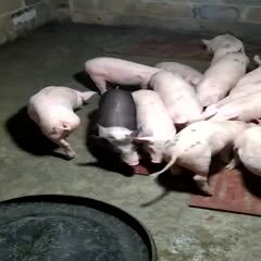 靖西市土白猪 25斤以上