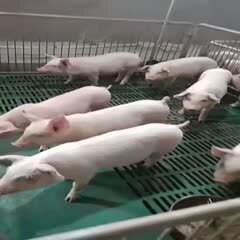 重庆市三元仔猪  出售杜洛克，二杂猪，三杂猪，长白猪，二元猪
