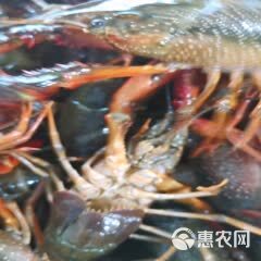洪湖清水小龙虾，活鲜物流直发，支持线上担保、视频验货！