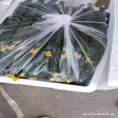 锦州密刺黄瓜 25~35cm